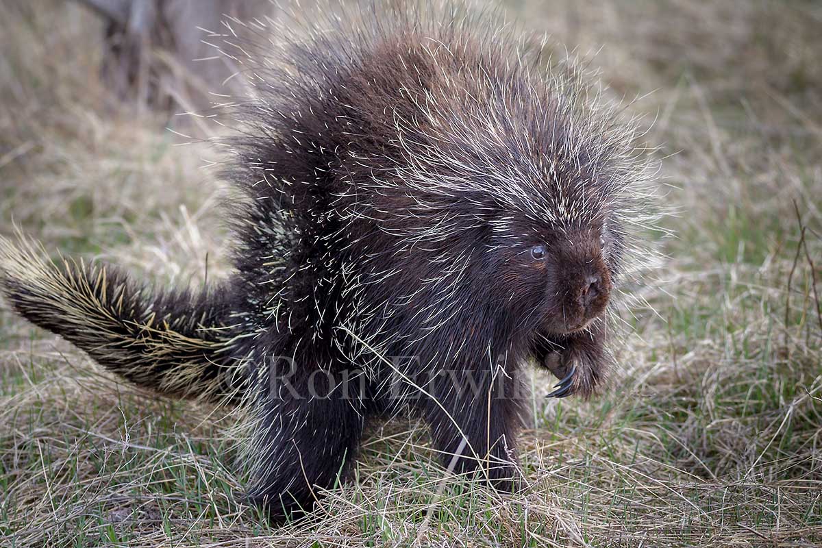 Porcupine