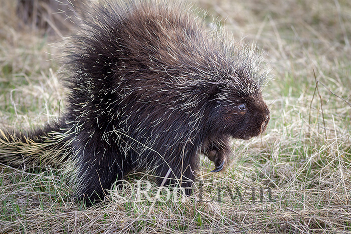 Porcupine