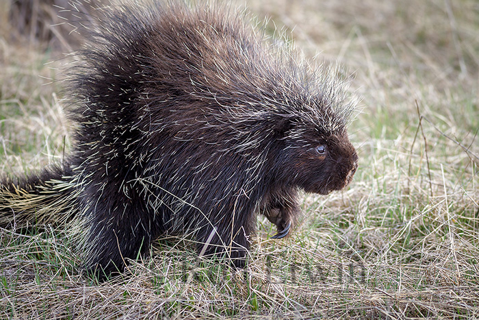 Porcupine