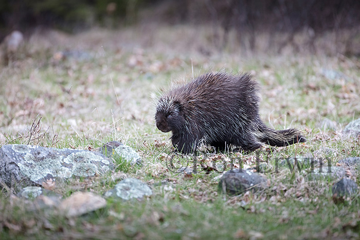 Porcupine