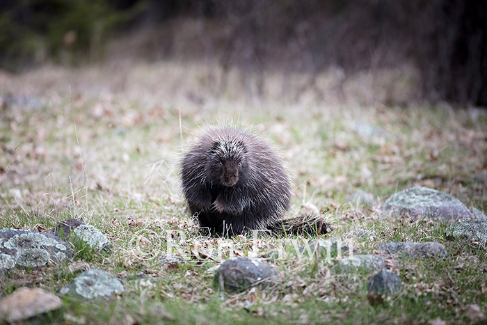 Porcupine