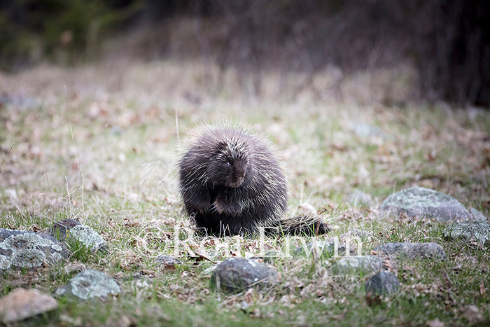 Porcupine