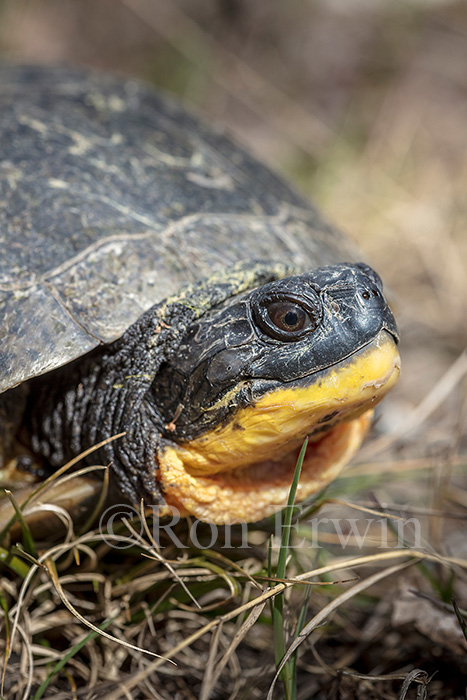 Blanding's Turtle