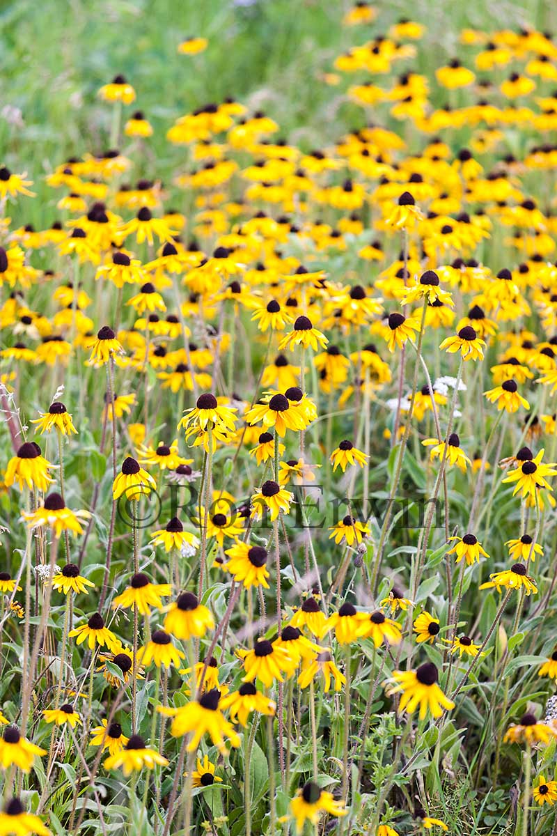 Black-eyed Susan Wildflowers