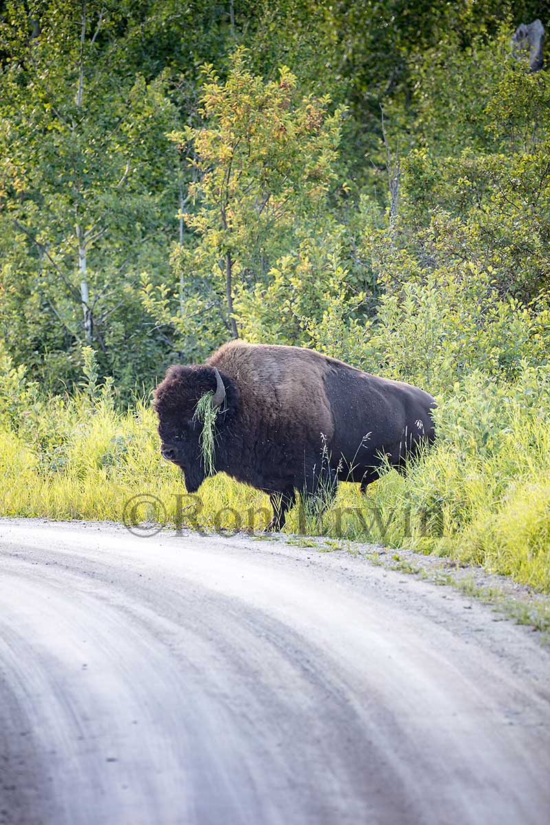 Plains Bison