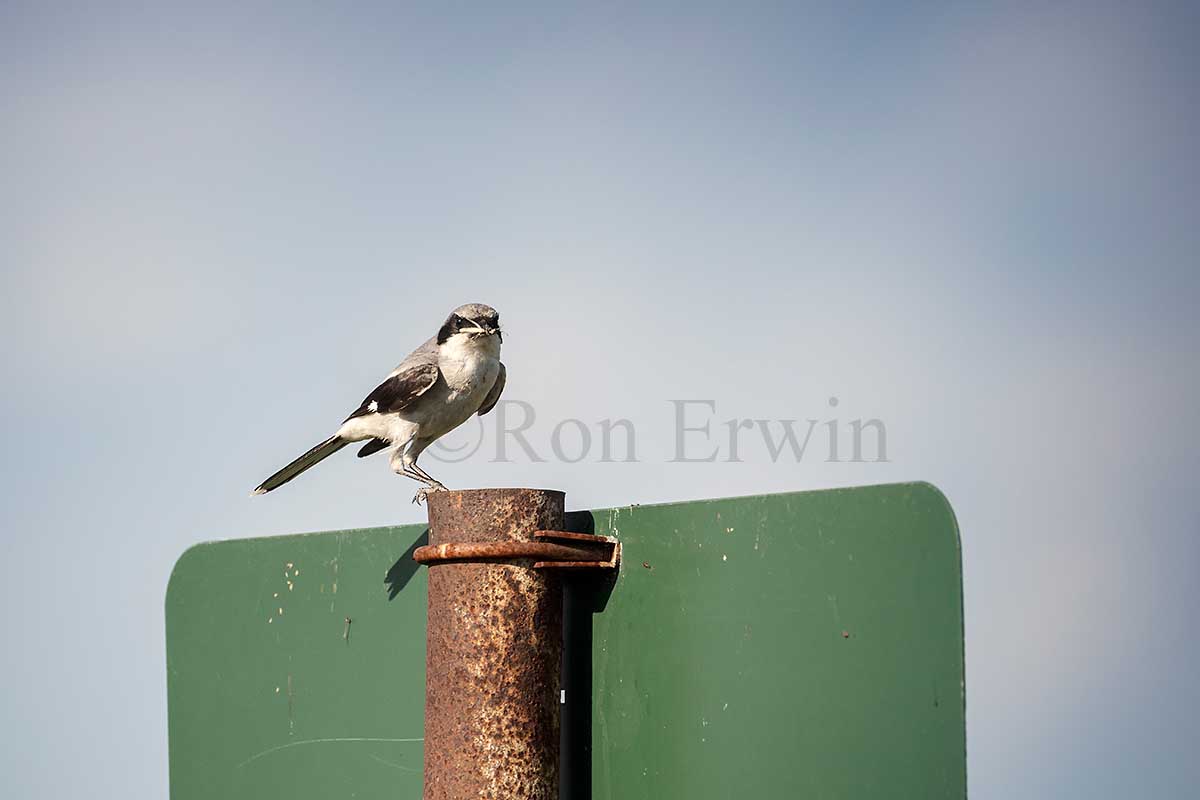 Loggerhead Shrike