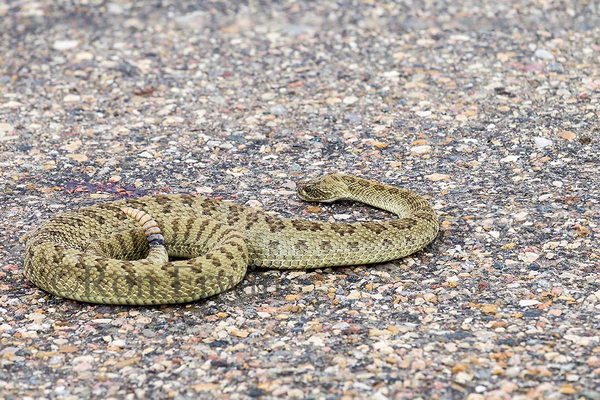 Prairie Rattlesnake