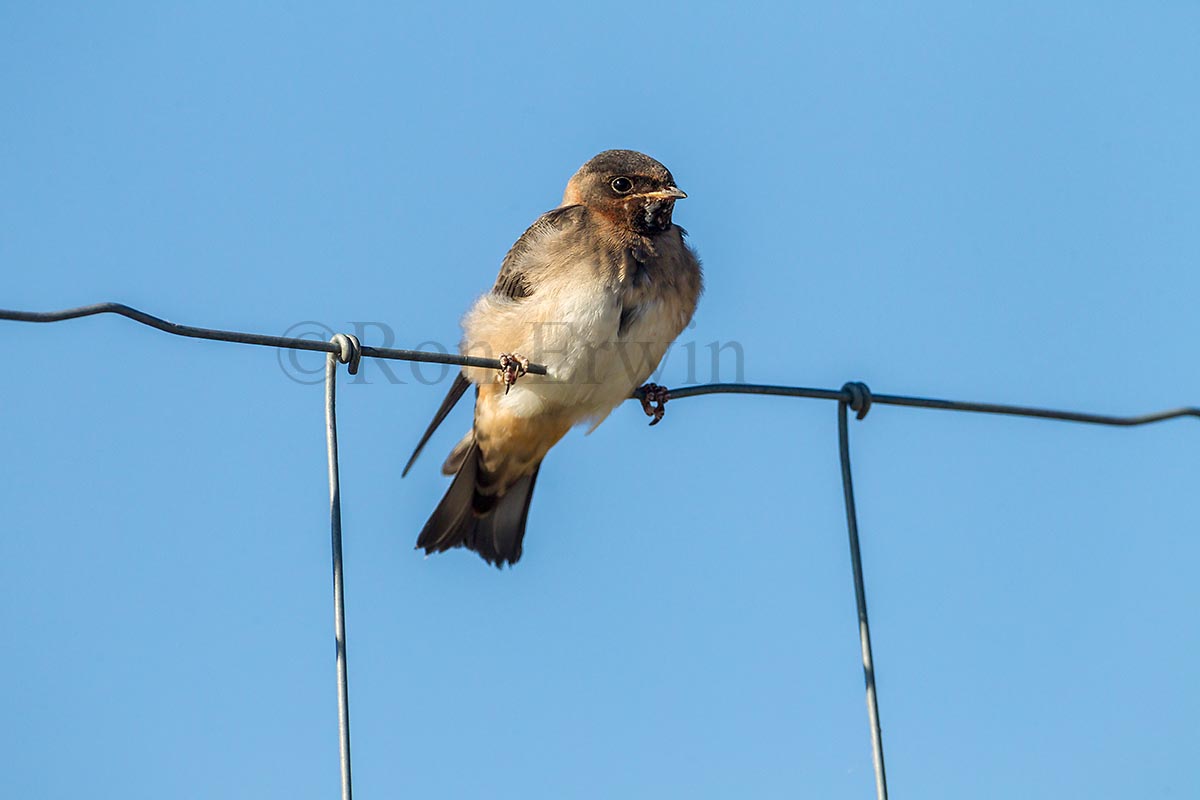 Cliff Swallow Juvenile