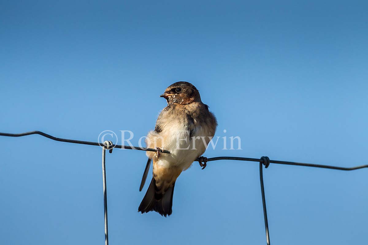 Cliff Swallow Juvenile