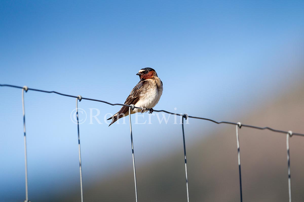 Cliff Swallow Adult