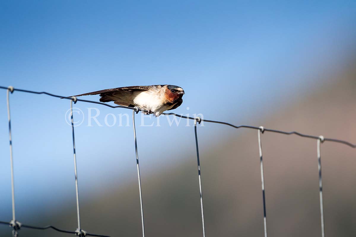 Cliff Swallow Adult