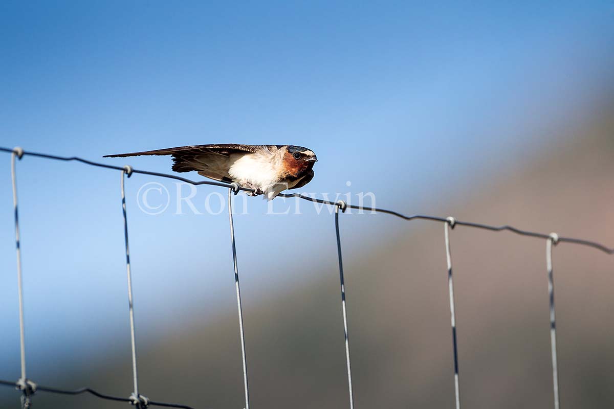 Cliff Swallow Adult