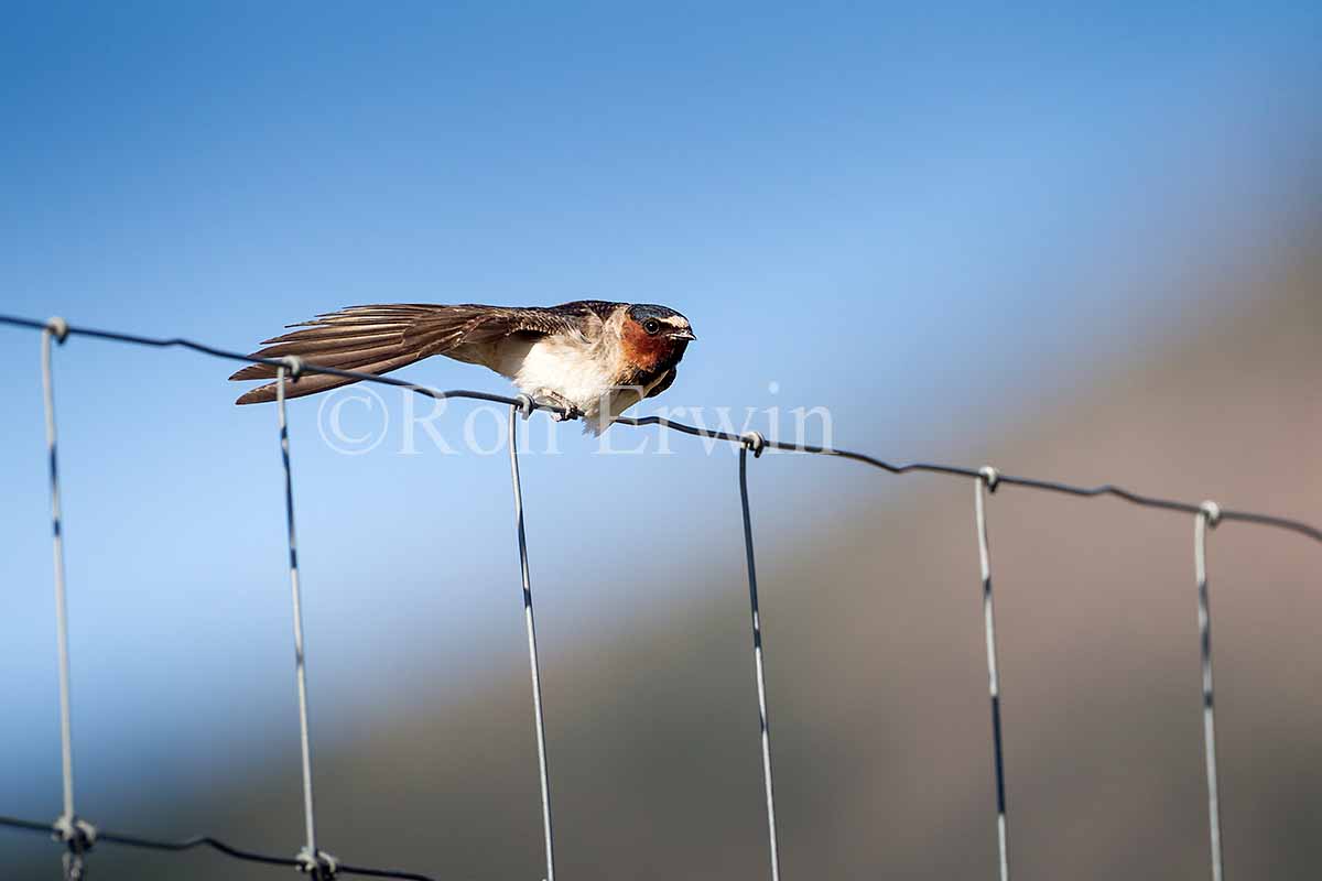 Cliff Swallow Adult