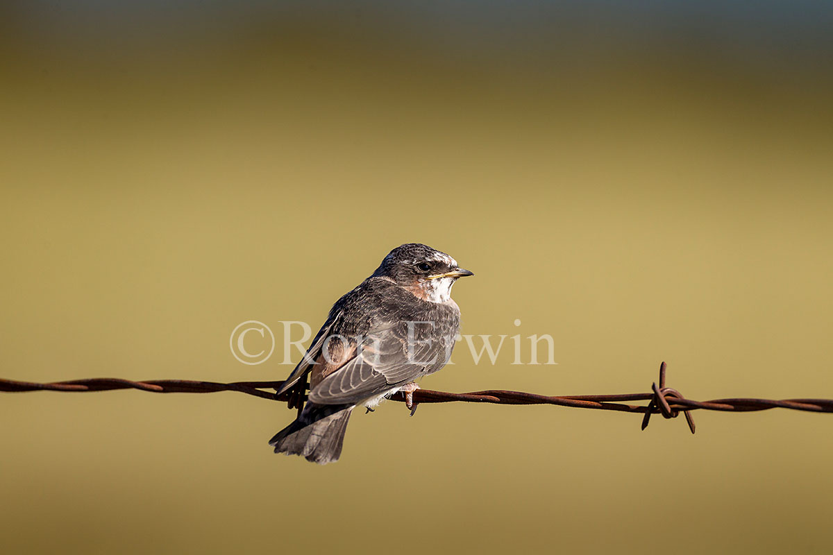 Cliff Swallow Juvenile