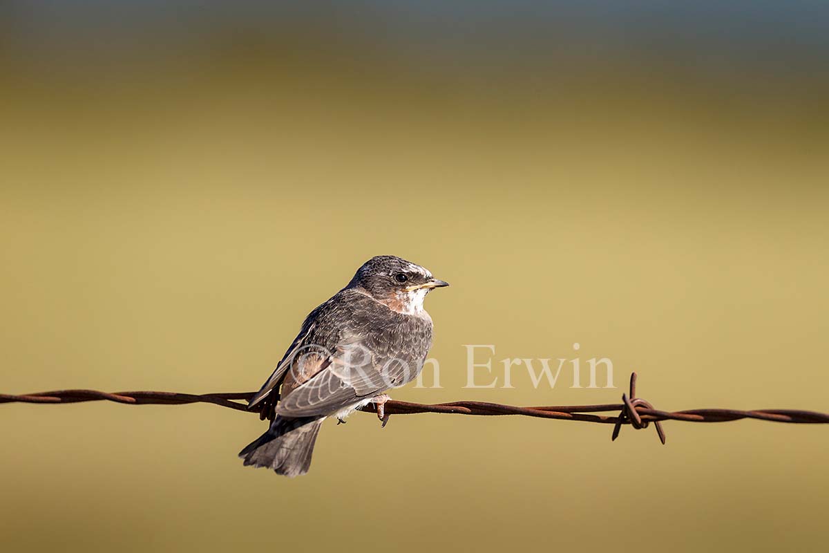 Cliff Swallow Juvenile