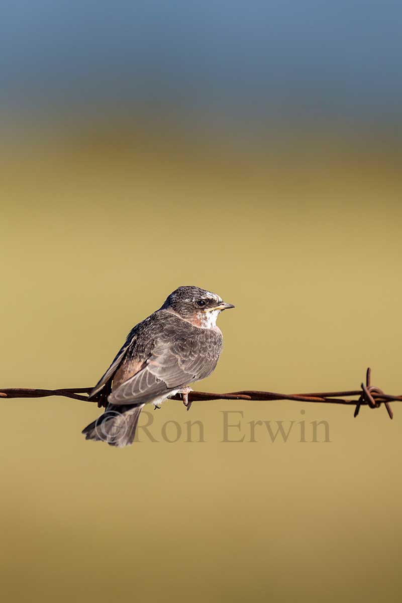 Cliff Swallow Juvenile