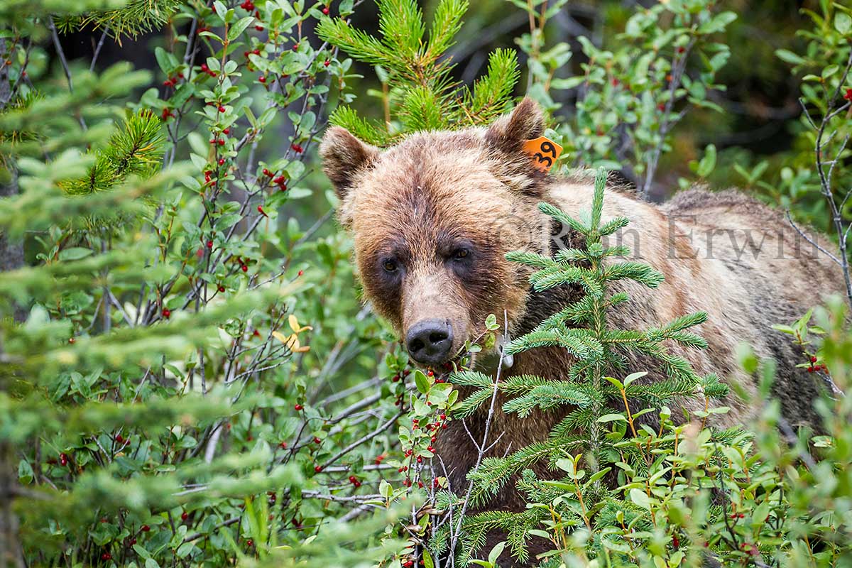 Grizzly Bear