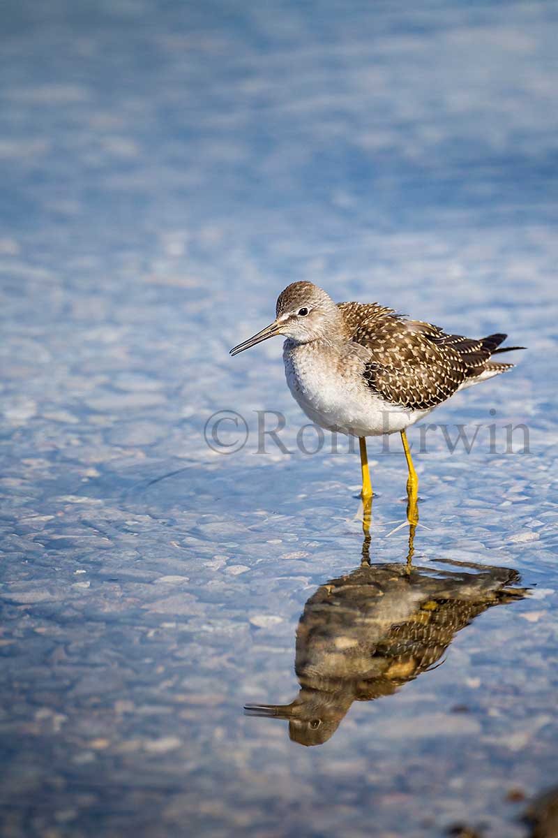 Juvenile Lesser Yellowlegs