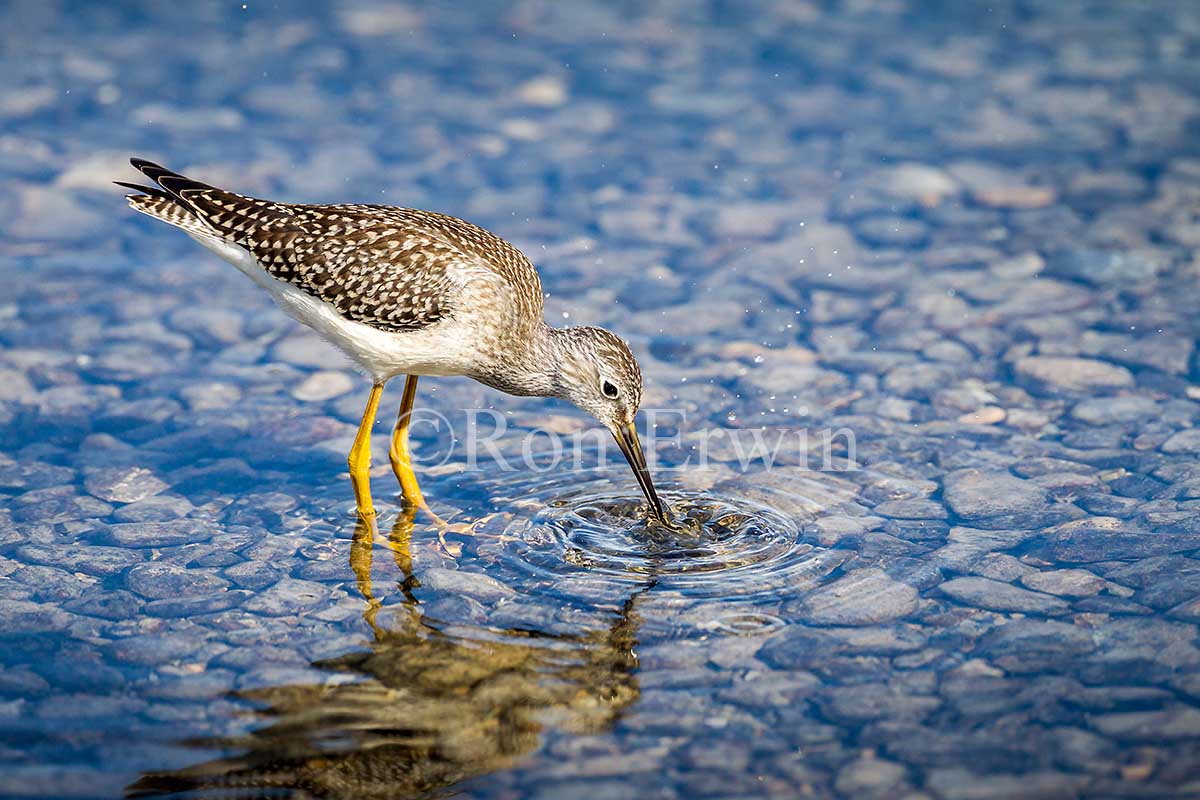 Juvenile Lesser Yellowlegs