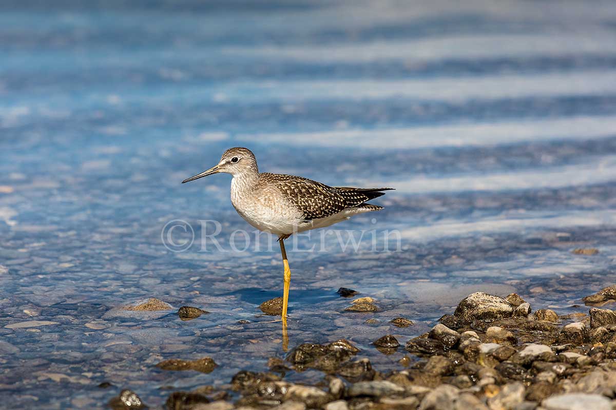 Juvenile Lesser Yellowlegs