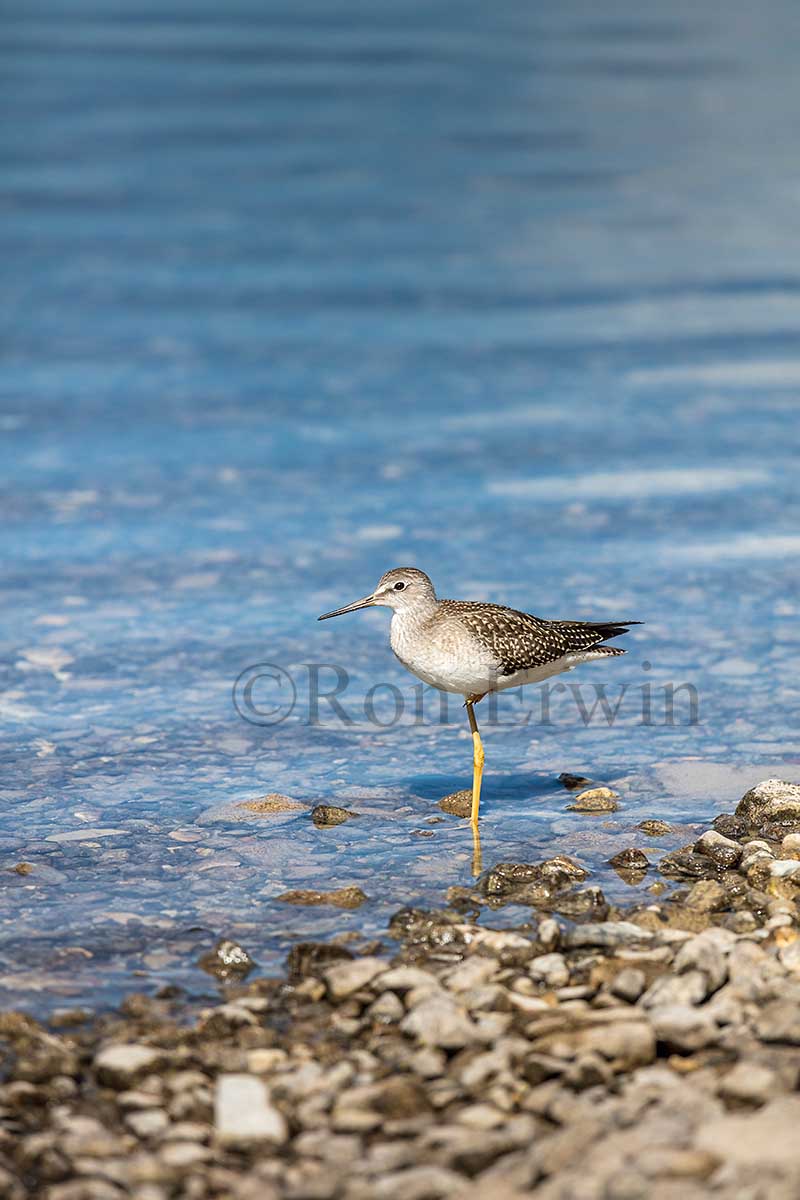 Juvenile Lesser Yellowlegs