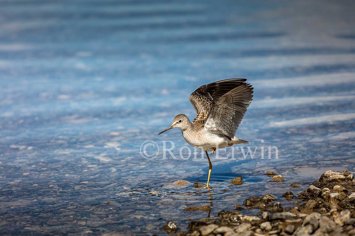 Juvenile Lesser Yellowlegs