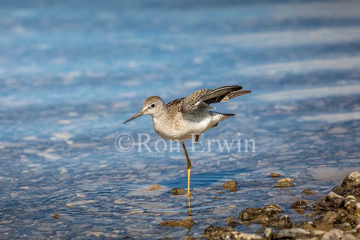 Juvenile Lesser Yellowlegs