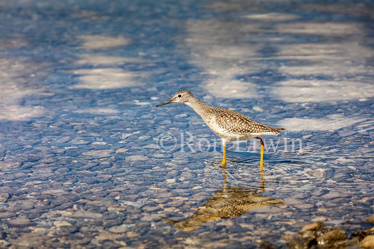 Juvenile Lesser Yellowlegs