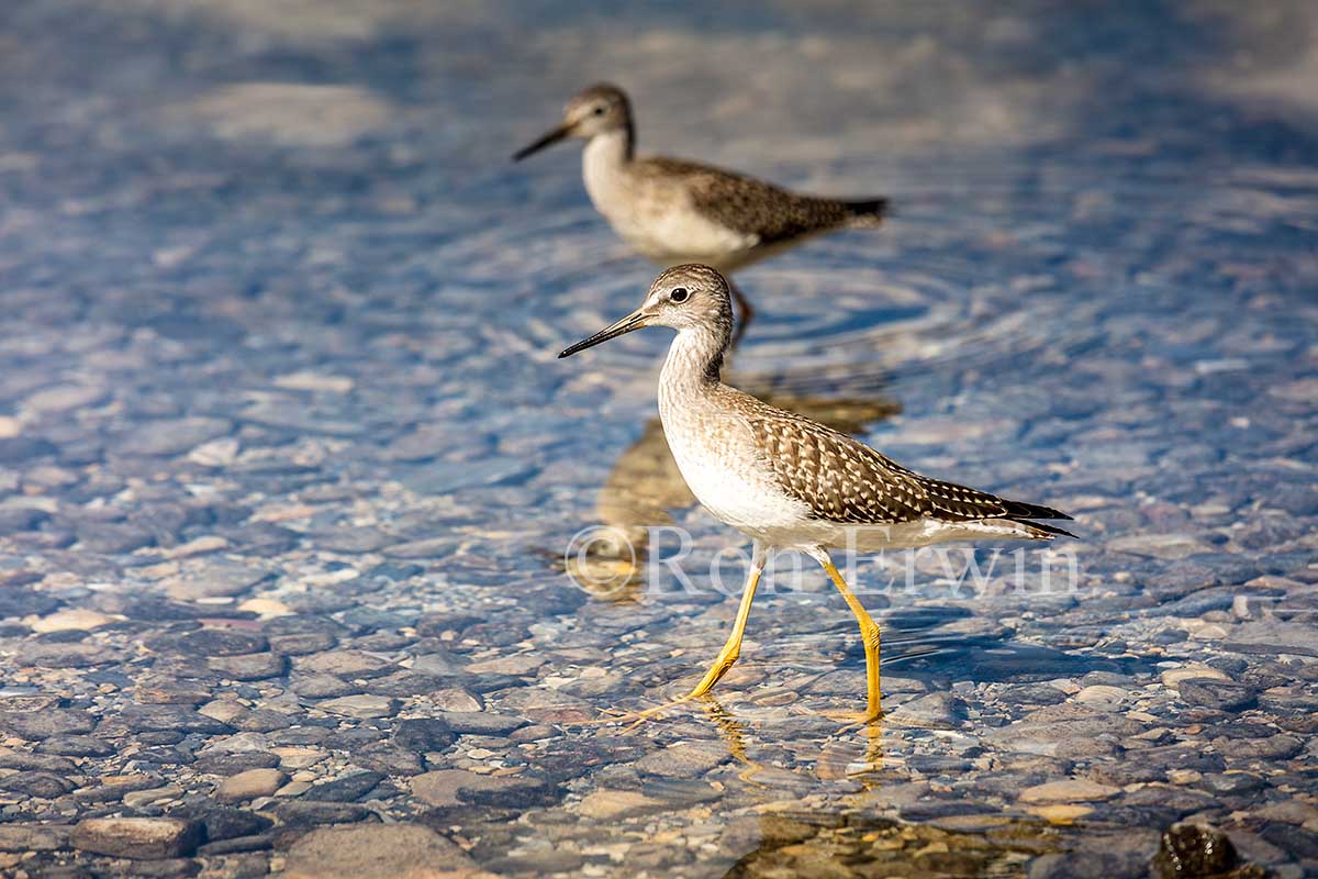 Juvenile Lesser Yellowlegs