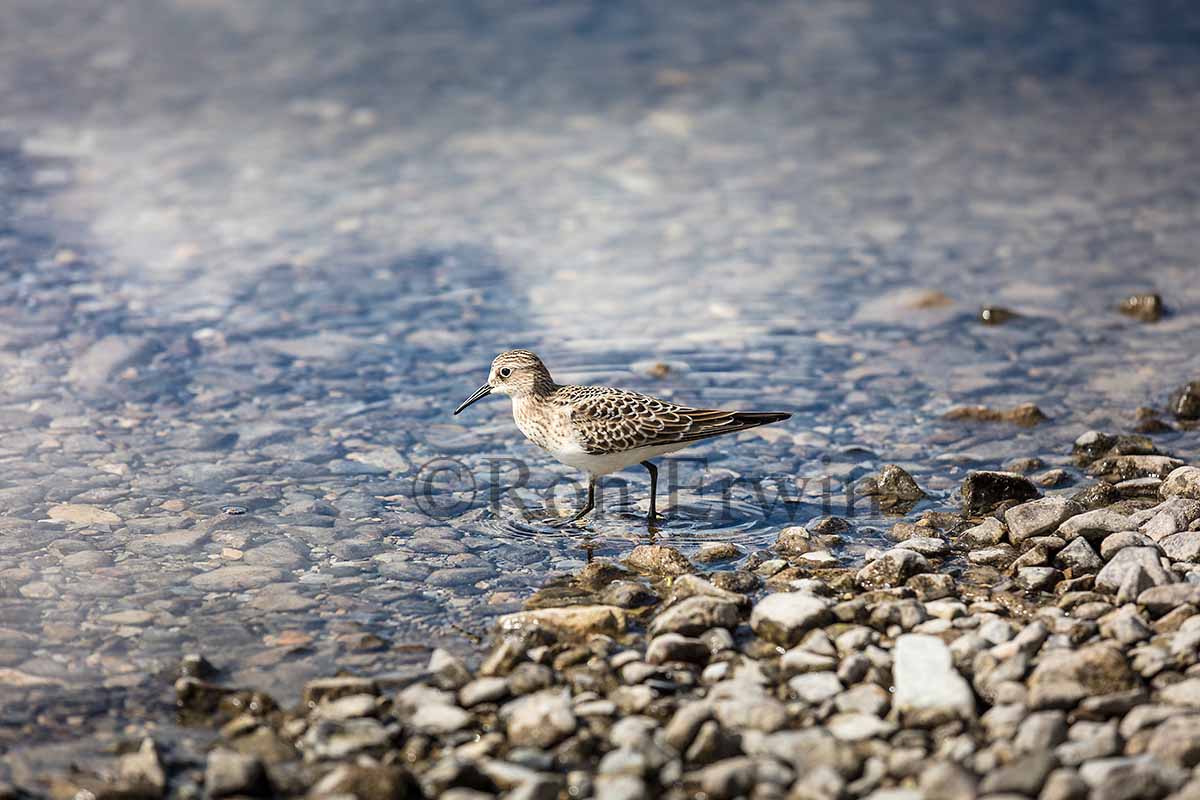 Juvenile Baird's Sandpiper