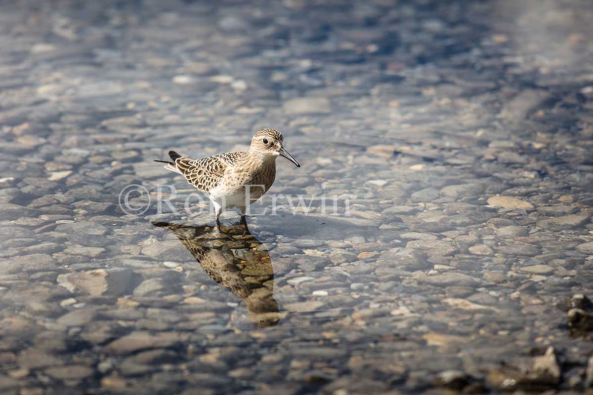 Juvenile Baird's Sandpiper