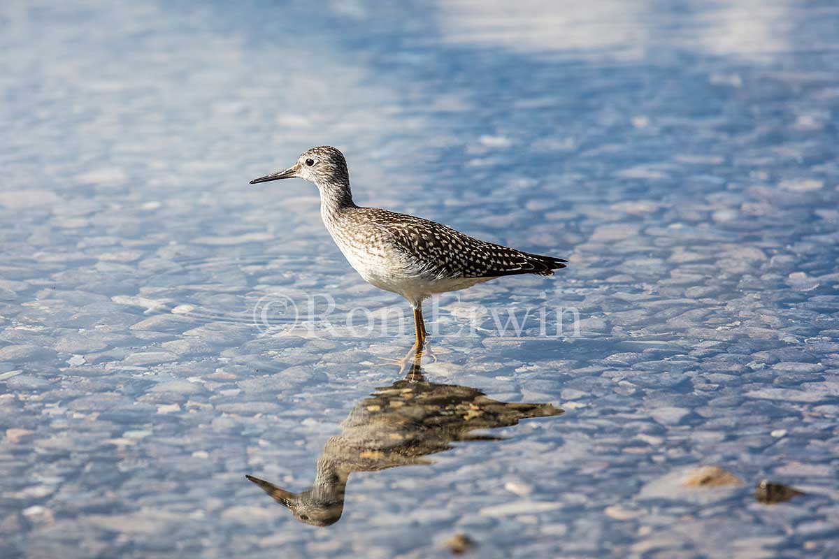 Juvenile Lesser Yellowlegs