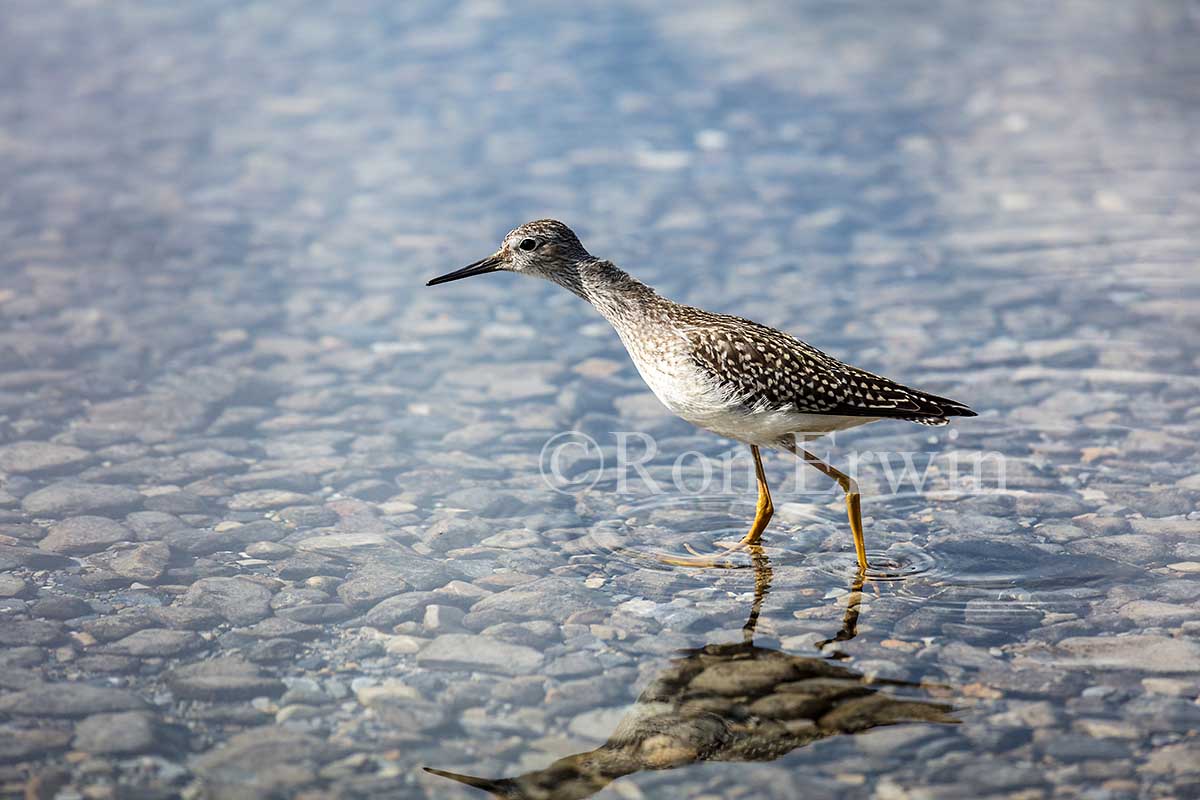 Juvenile Lesser Yellowlegs