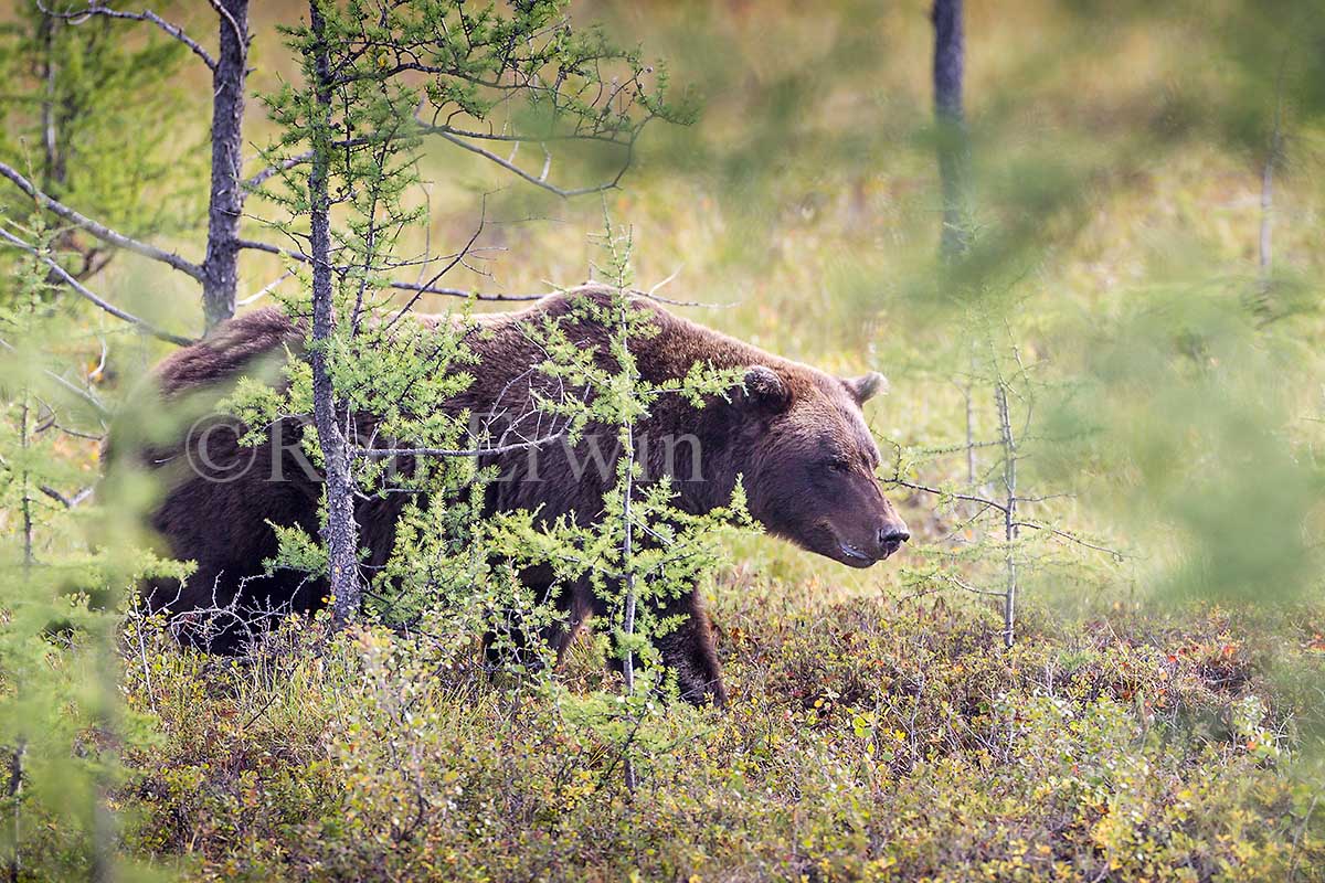 Grizzly in the Yukon Arctic