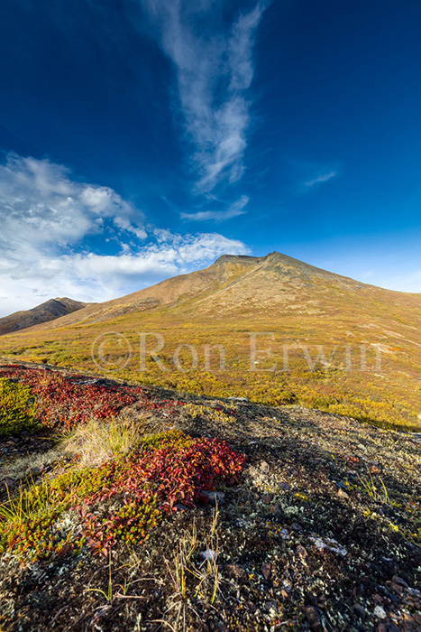 Fall colour in Tombstone Park, YT