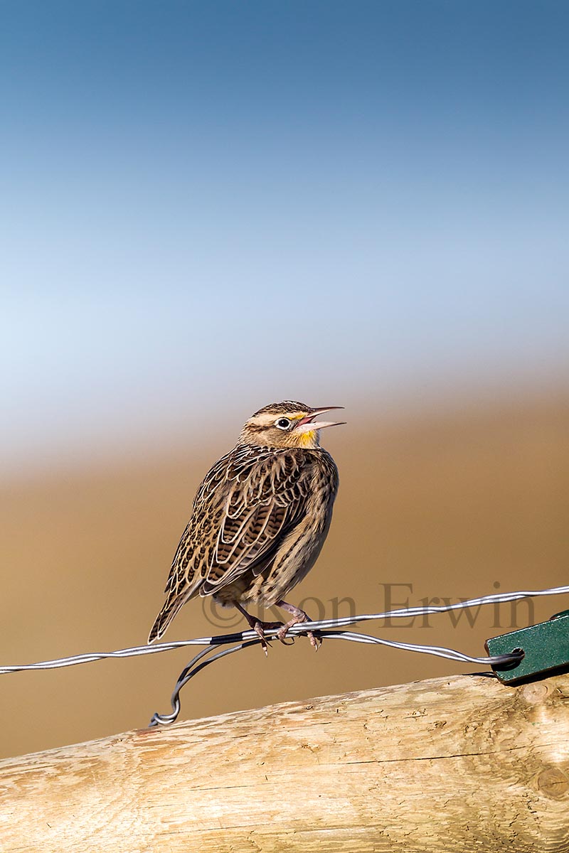 Juvenile Western Meadowlark