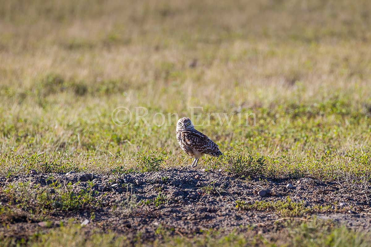 Burrowing Owl