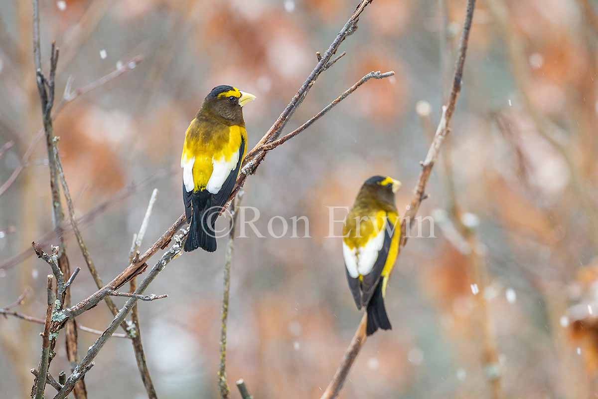 Male Evening Grosbeaks