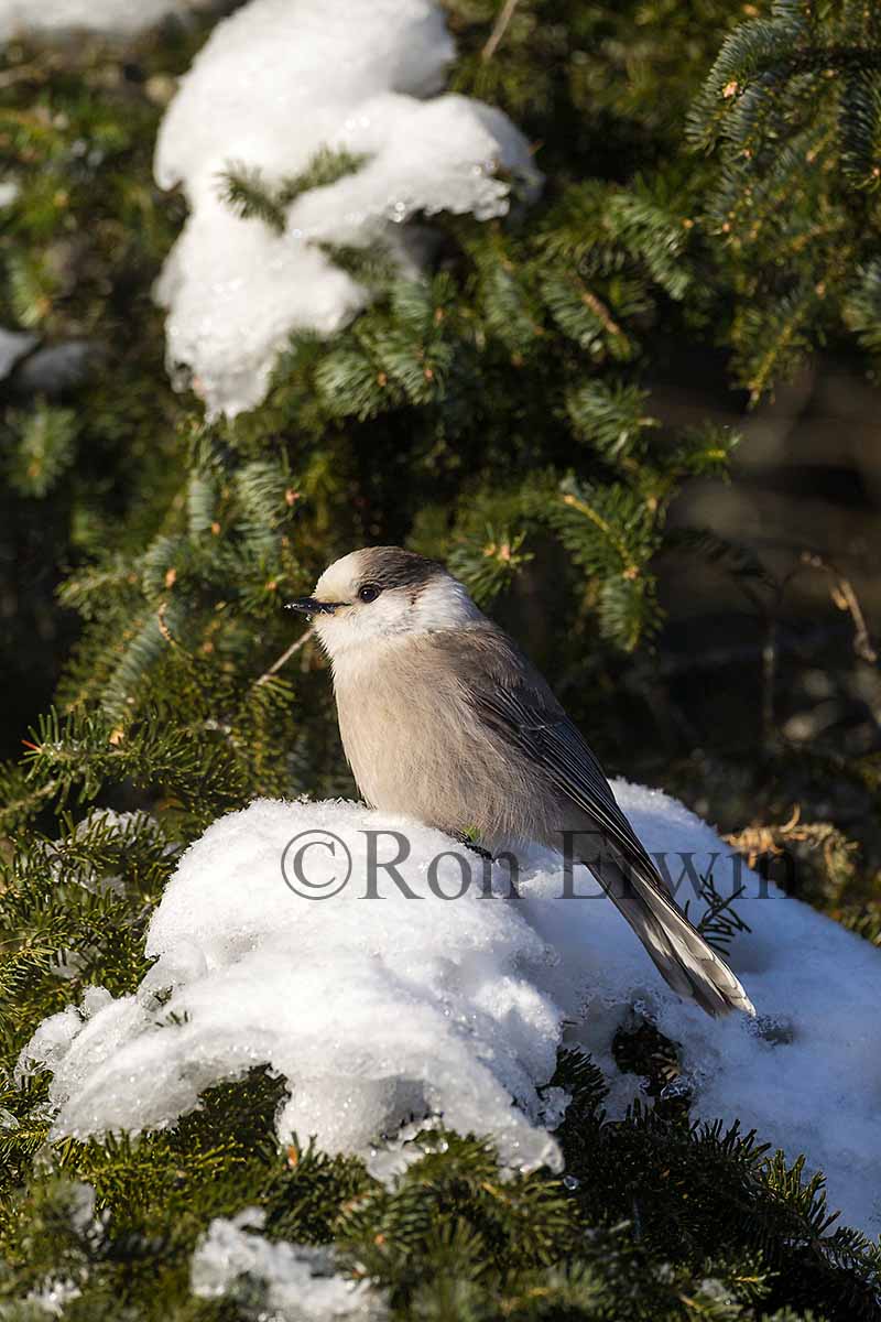 Gray Jay