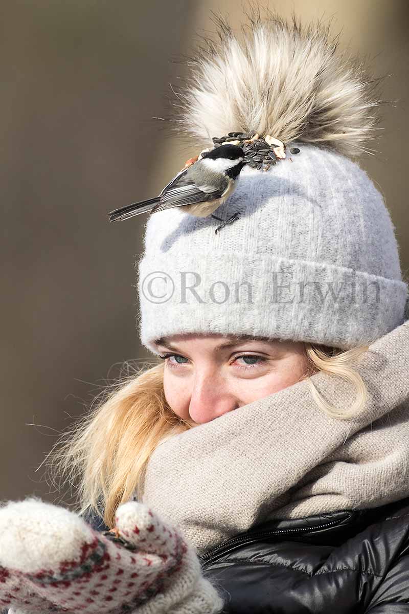 Feeding Chickadees