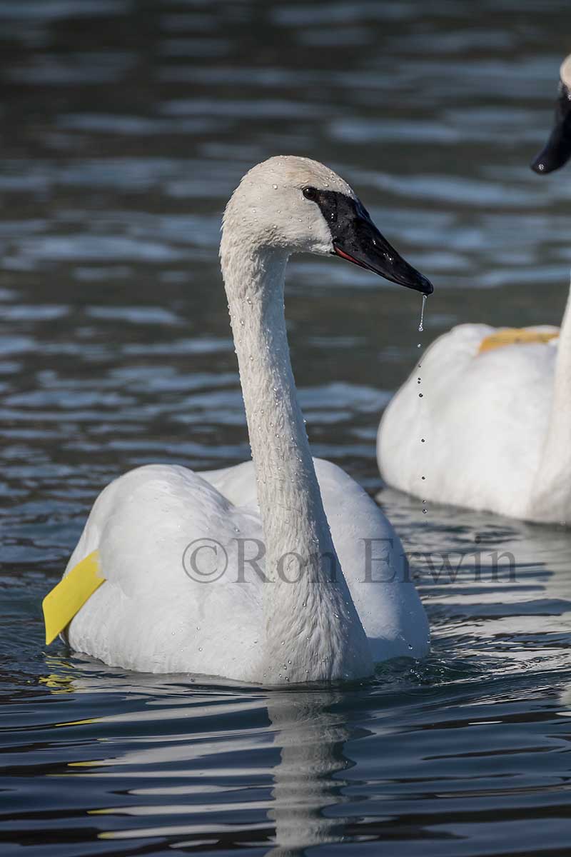 Trumpeter Swans