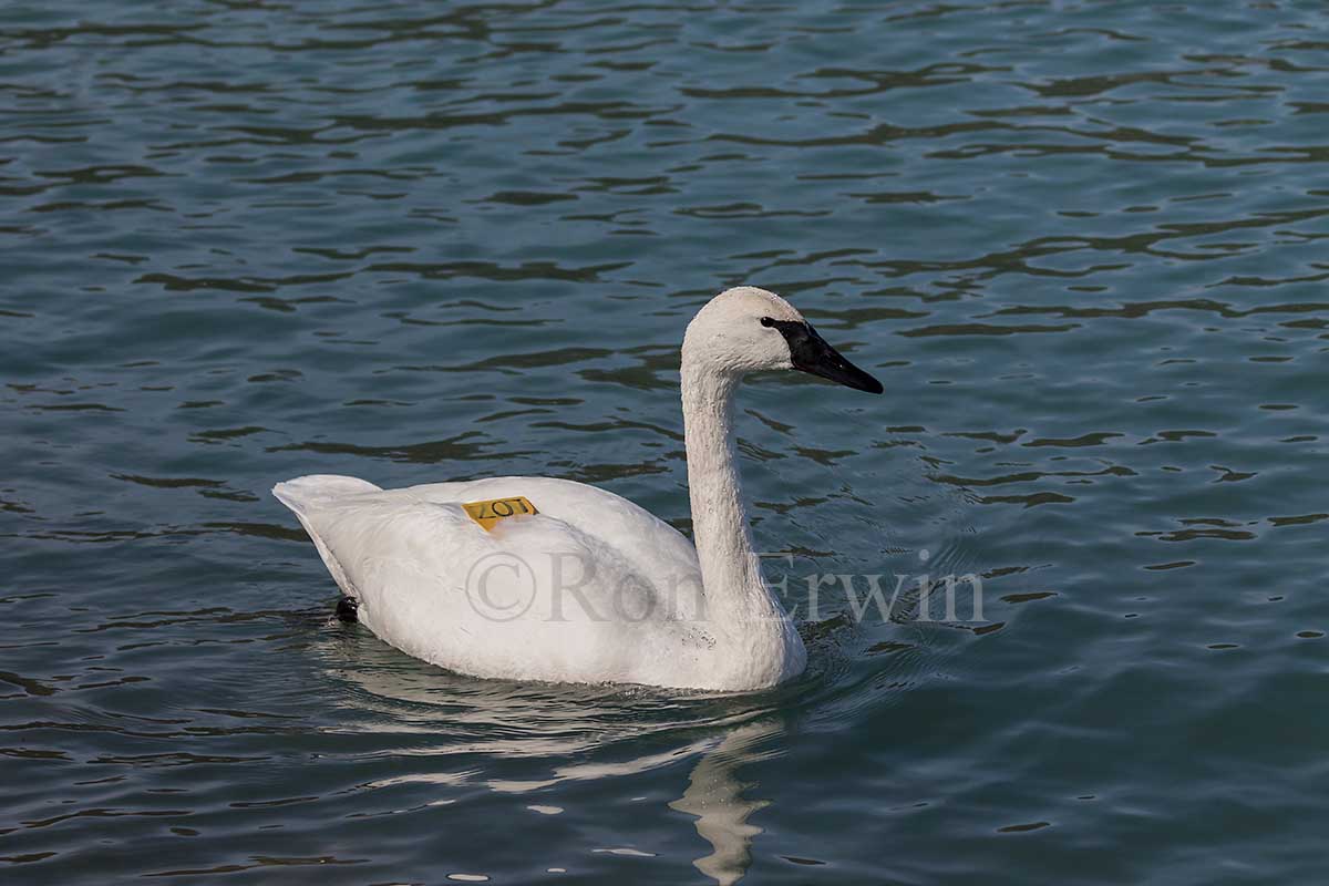 Trumpeter Swan