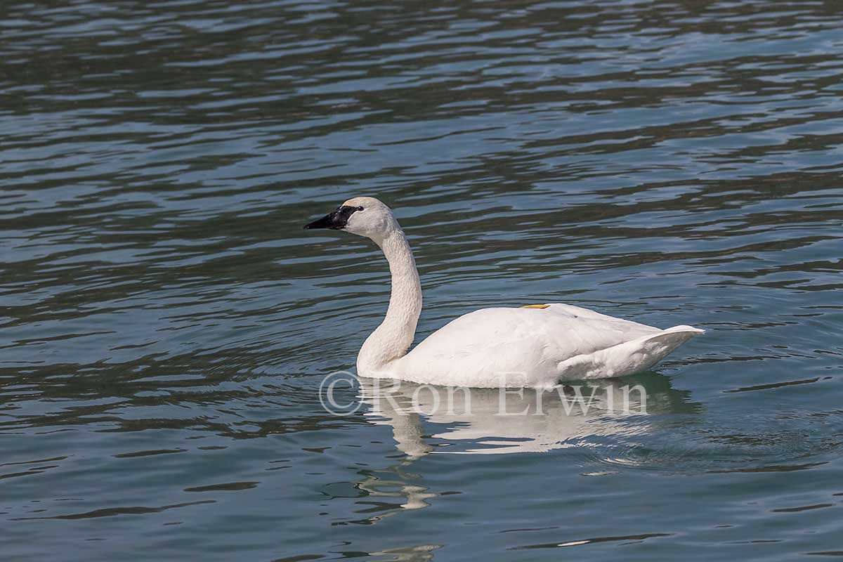 Trumpeter Swan