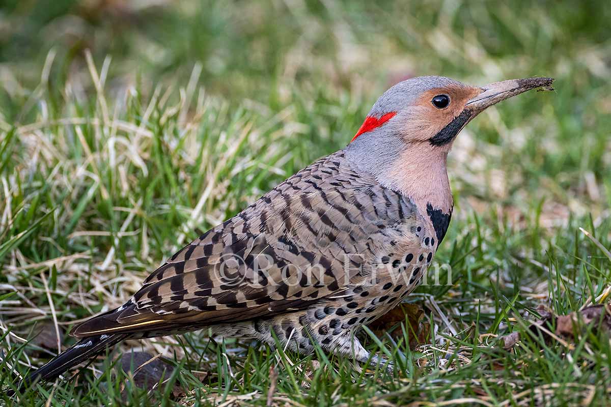 Northern Flicker Yellow-shafted Male