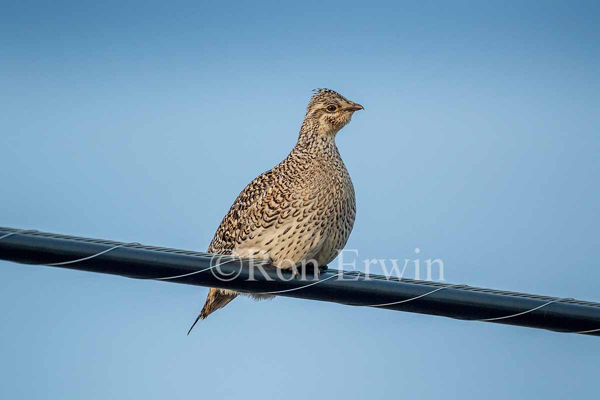 Sharp-tailed Grouse