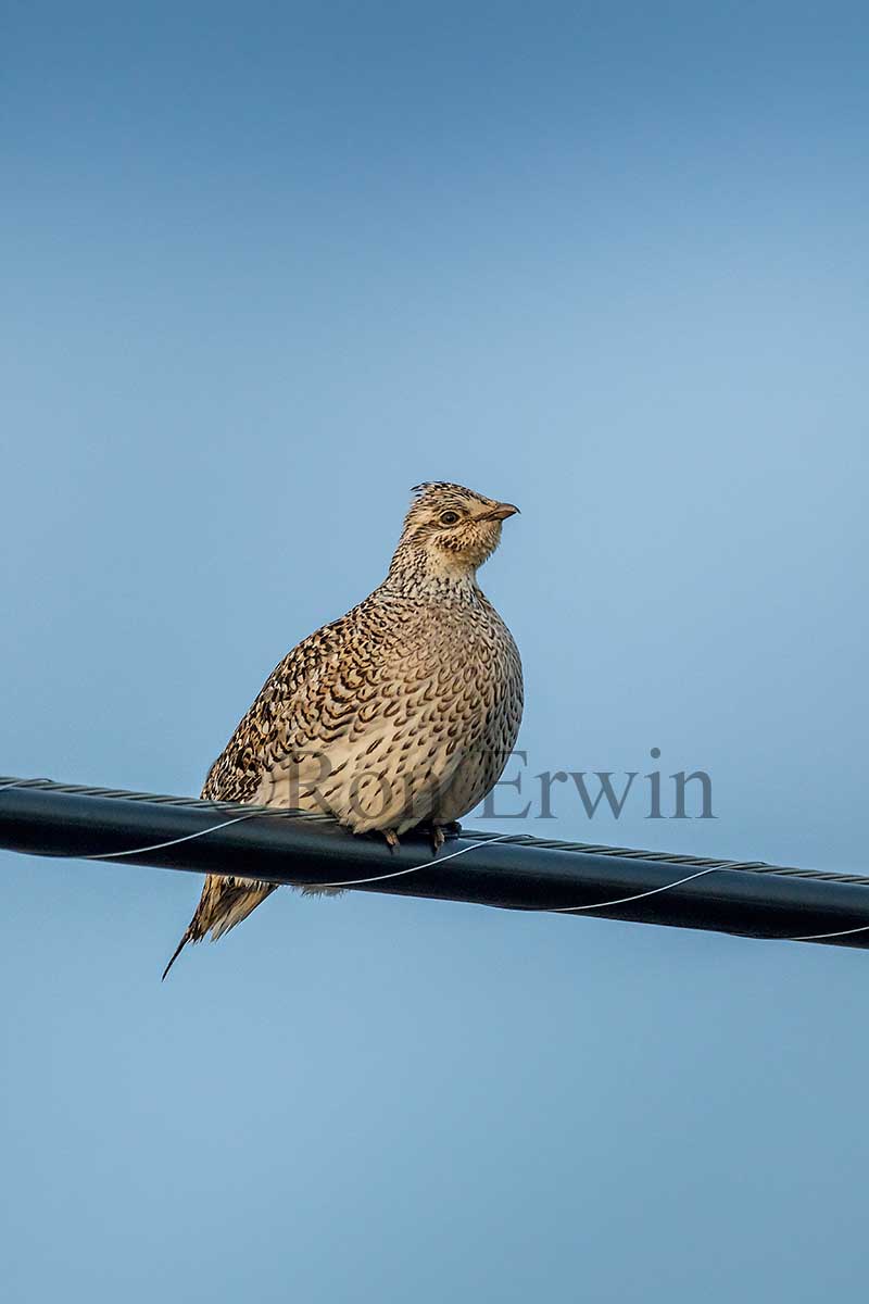 Sharp-tailed Grouse