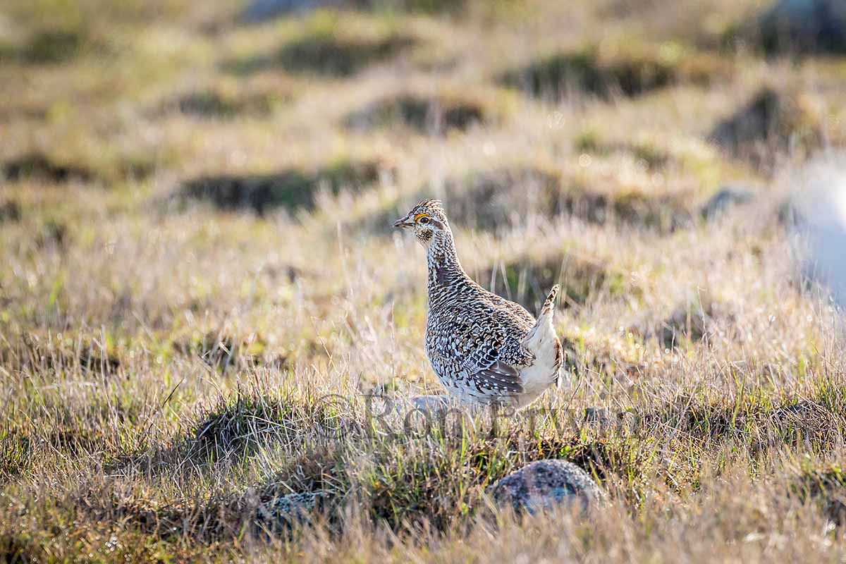 Sharp-tailed Grouse