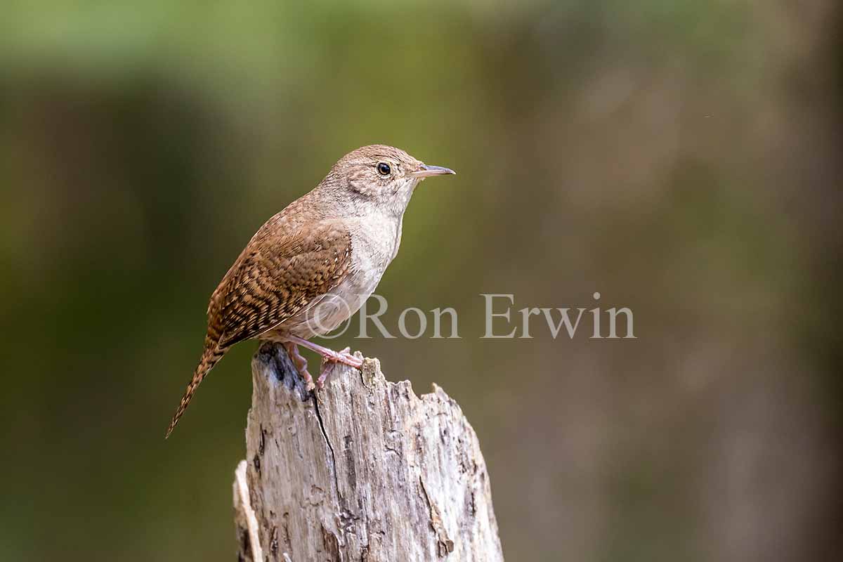 House Wren