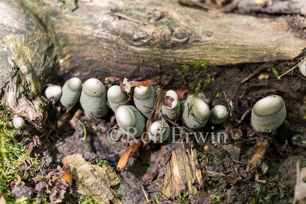 Xylaria polymorpha (Dead Man's Fingers)