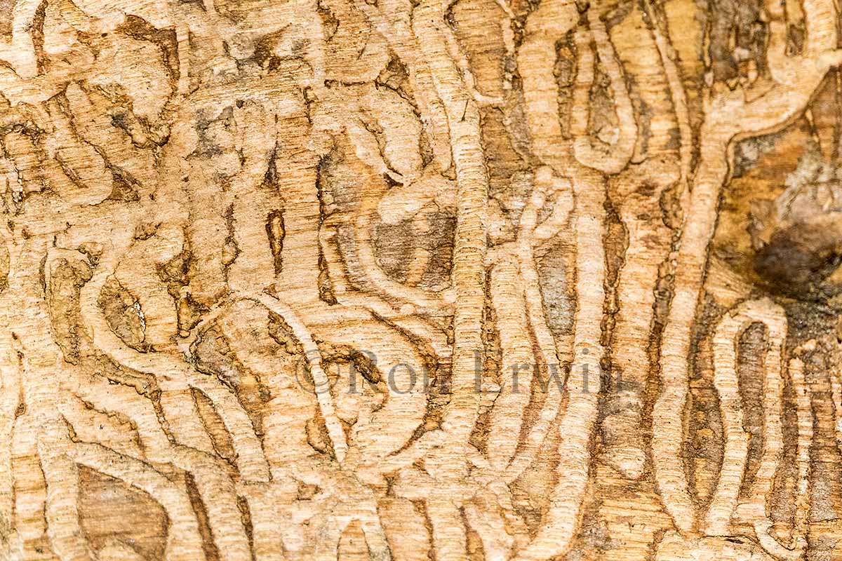 Emerald Ash Borer Trails